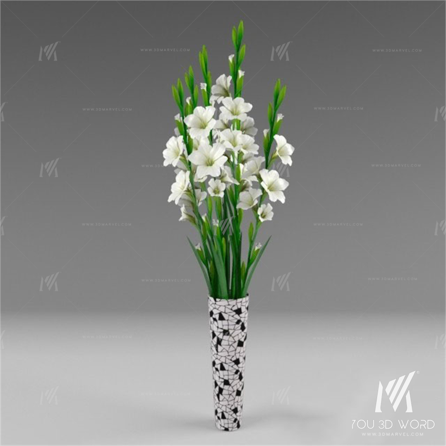 Gladiolus